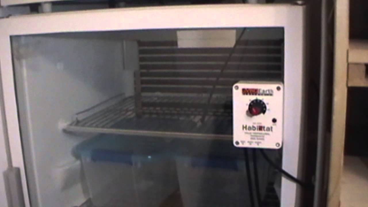 pythons for sale Reptile Incubator is ready to use!