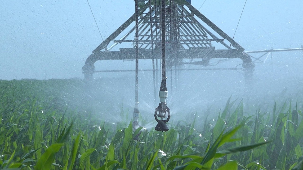 15 tonnás kukoricarekord: dupla hozam öntözéssel!