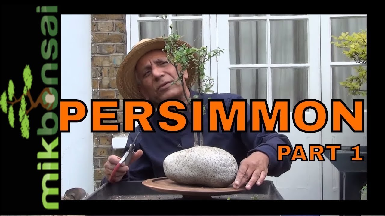 Bonsai - Nursery Plants to Persimmon bonsai Trees Part 1 by mikbonsai