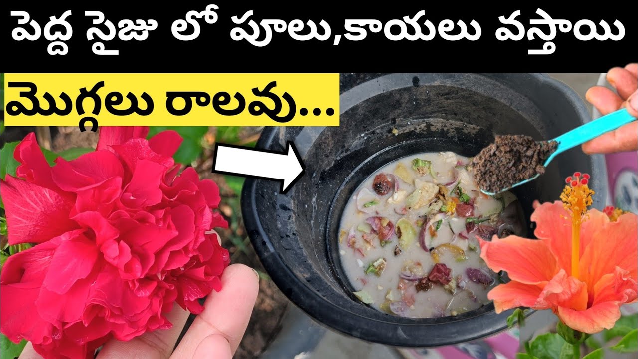 పుల్లటి మజ్జిగలో ఇవి కలపండి/ ఈ fertilizer తో అన్ని రకాల పోషకాలు అందుతాయి/pullati majjiga fertilizer
