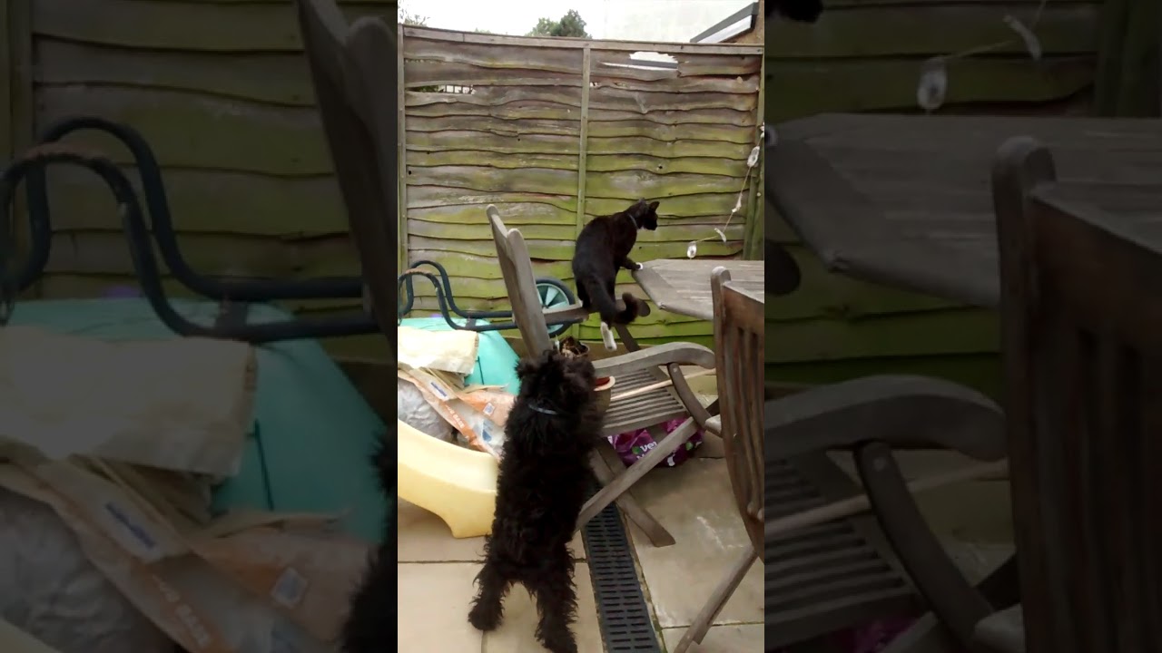 Funny cat slaps dog YouTube