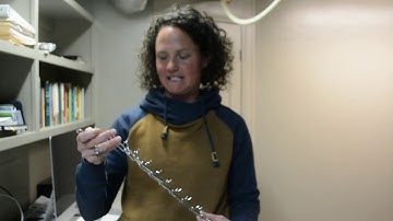 Introduction to Prong Collars