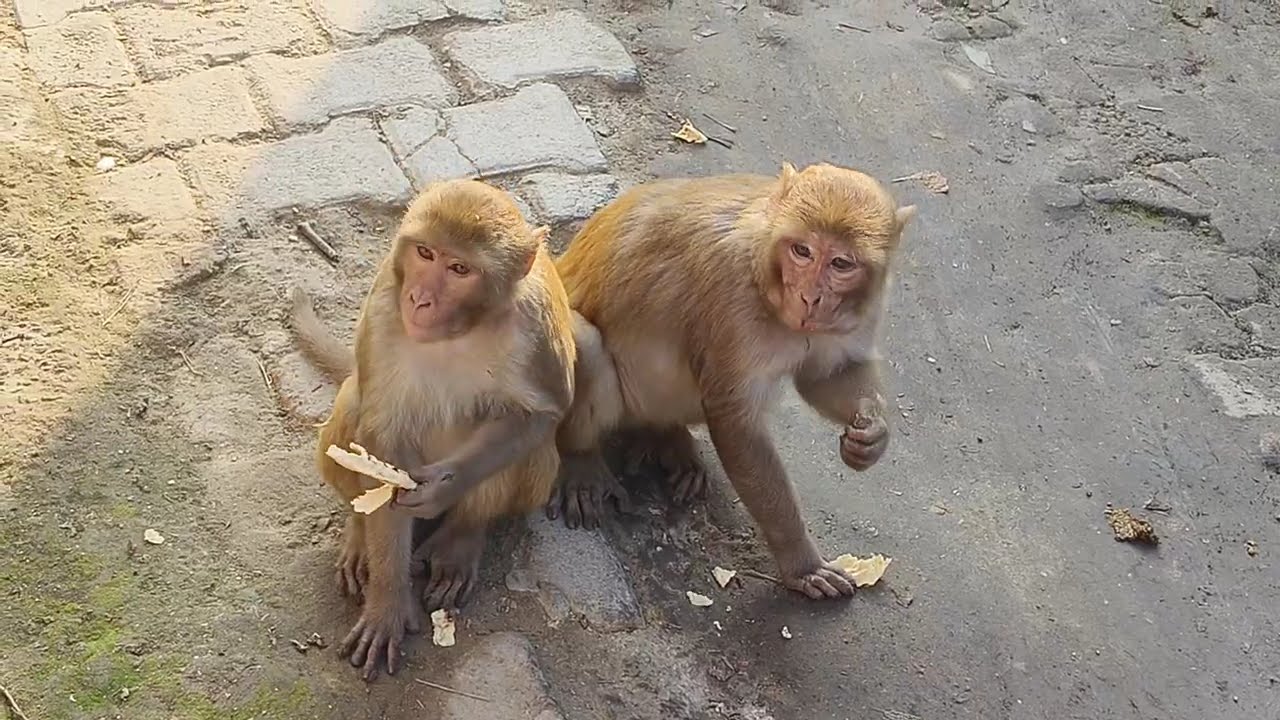 Cute monkey ki Cena ❤️👍