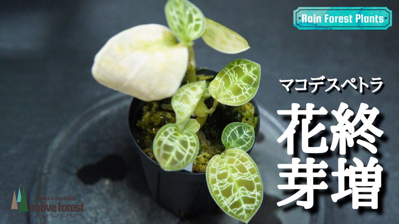 マコデス ペトラの花が咲き終わったらどうなるのか Youtube