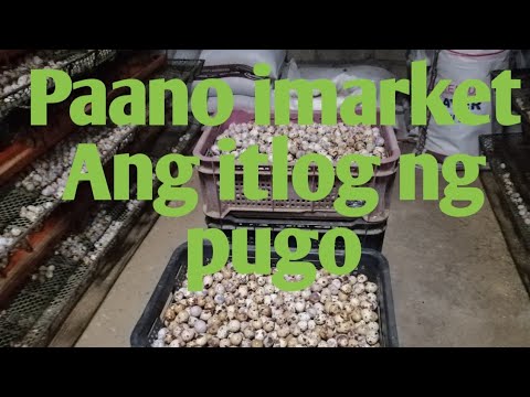 Video: Mga Itlog Ng Pugo. Ano Ang Halaga Ng Produkto?