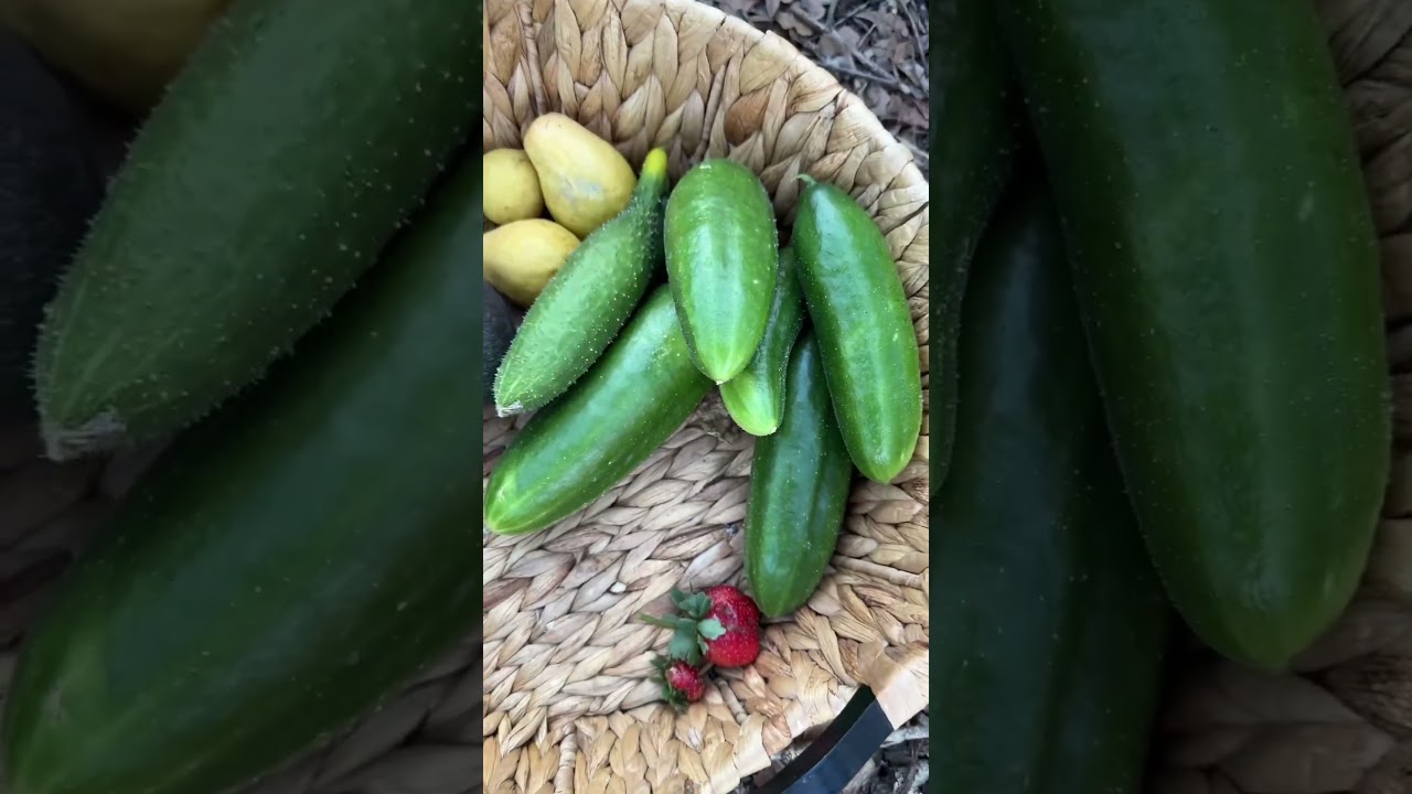Winter Garden Harvest with Clyde 
