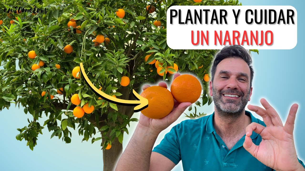 CÓMO PLANTAR UN 