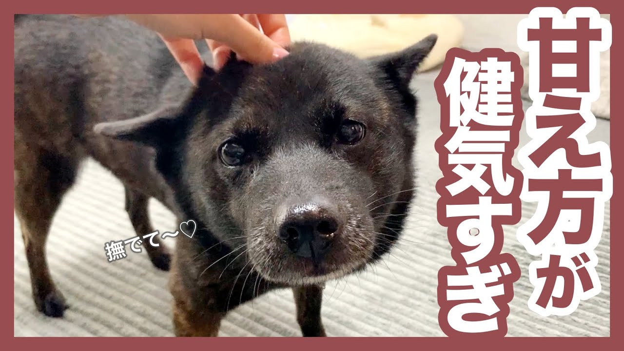 【甲斐犬】日本らしい？穏やか甲斐犬の控えめな甘えたいアピールが可愛すぎる〜！