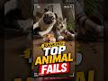 Ranking Top Animal Fails 2026