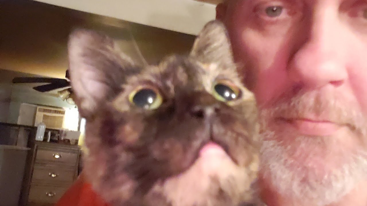 Sleep Stream with Me and Kitty Homeless Sleeping on a Friend's Couch Wake Me Up with SUPERCHATS!