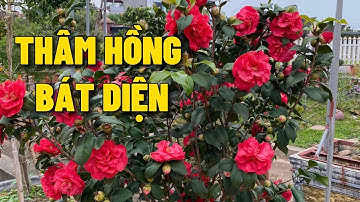 Hoa Trà my thâm hồng bát diện khoe sắc [4K 60fps]