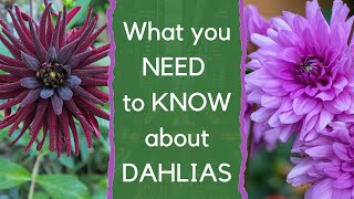 Growing dahlias - everything you need to know about how to choose and grow dahlias