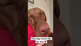 Snores just like her dad ❤ #dogshorts #funny #funnydogs #vizsla