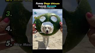 Funny Dogs Ultimate Comedy moments 🤣🐾 ( Part - 3)  #shorts #funnydog #cutedog