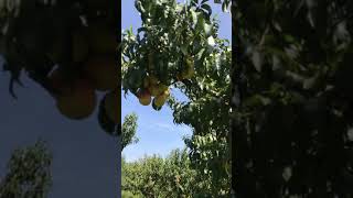 Peach  trees of swat Pakistan .