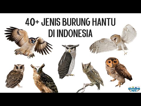 Video: Burung Hantu Pendek. Urutan burung hantu. Deskripsi, foto