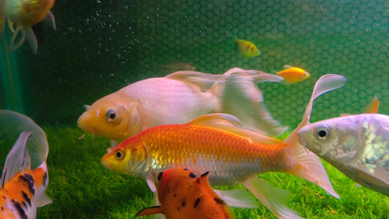 Beautiful fish aquarium 😍😍😍