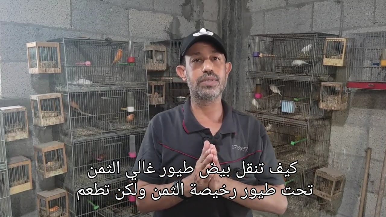 خطوات نقل بيض الكناري غالي الثمن تحت الكناري العادي
