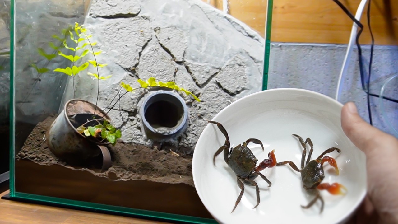 森で捕まえたカニをコンクリートで飼育する