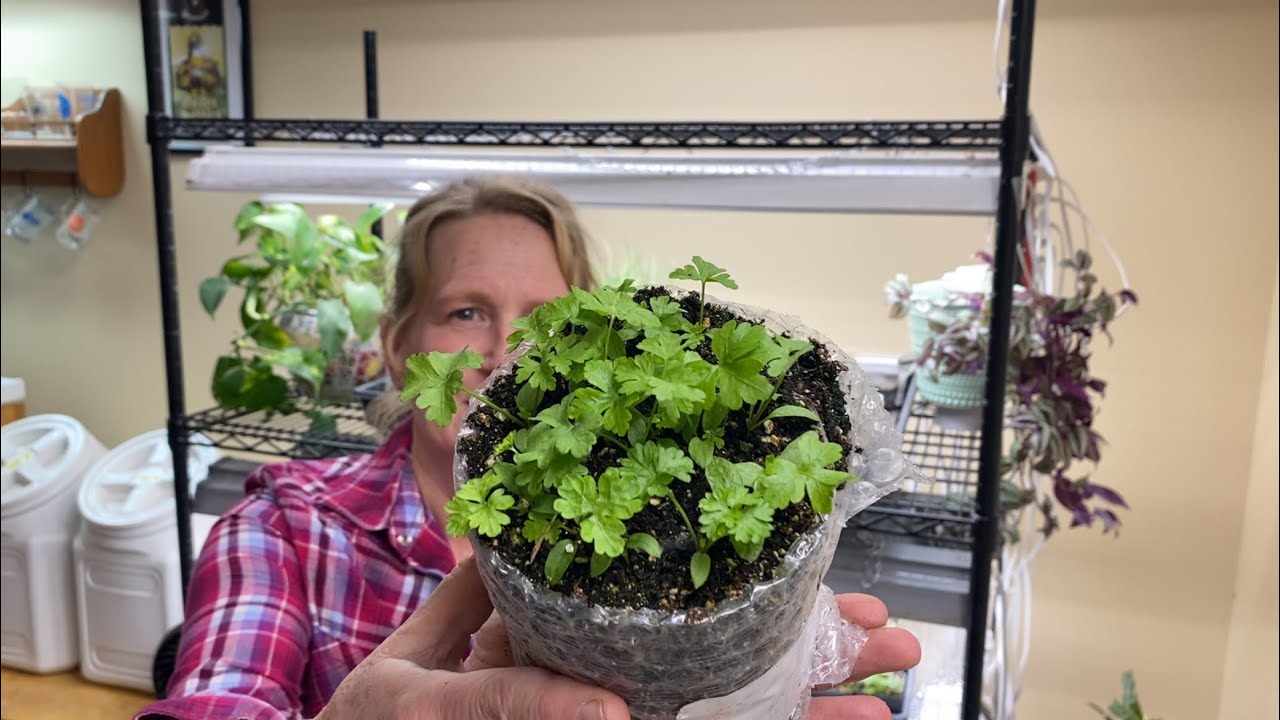 Seedling Snail Rolls!