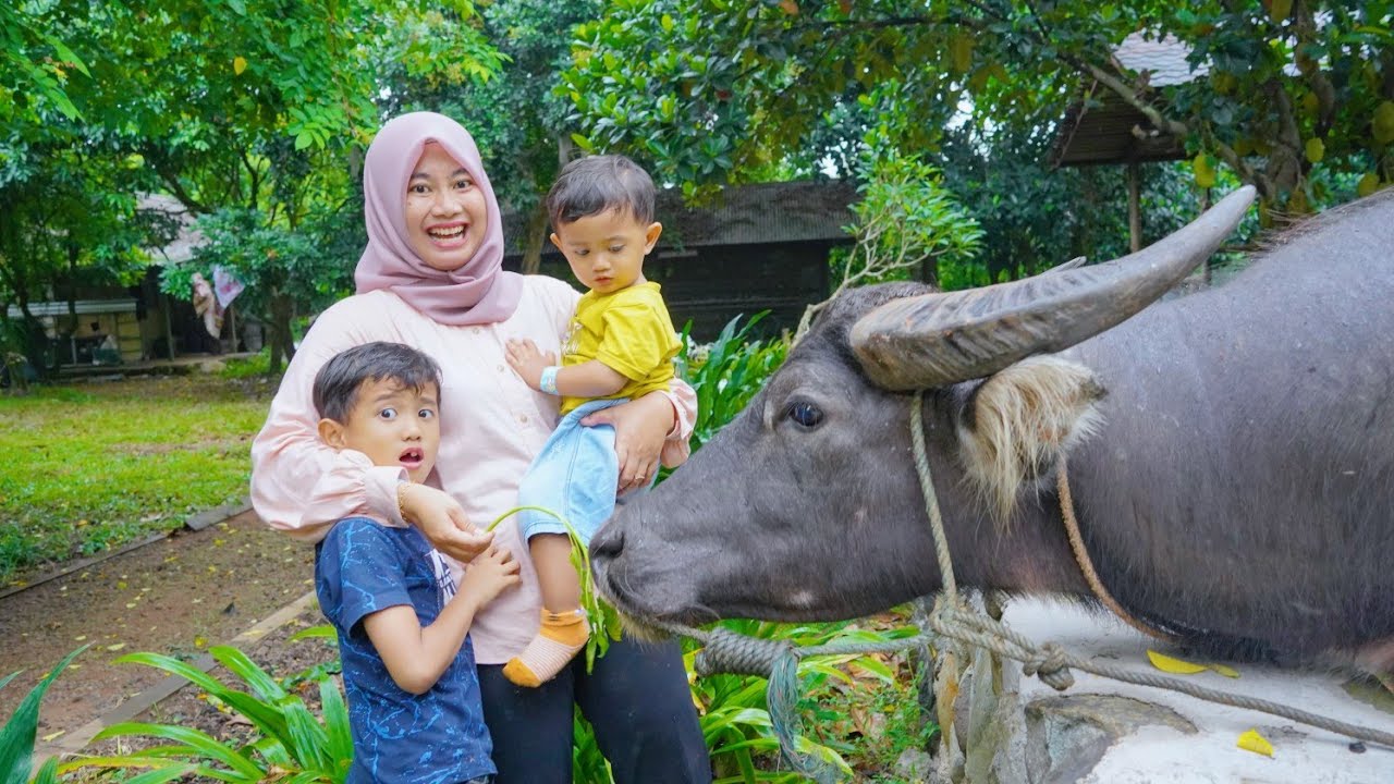 AZAM ALI KASIH MAKAN KERBAU 🐃 LIBURAN KELUARGA KE MEKARSARI