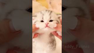Today’s Softness Comes from This Kitten🧸😻💕 #cat #cute #cats #kitten