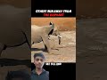 buffalo attack giant elephant #memes #animals #lion #elephant #wildlife #nature #trending #viral
