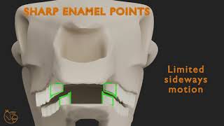 Sharp Points on Horse Teeth? Here’s Why They Happen!