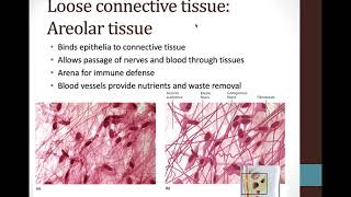 5.4 Loose and Dense Connective Tissues
