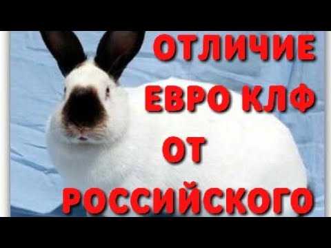 Video: Калифорниядагы эскроу компанияларына ким лицензия берет?