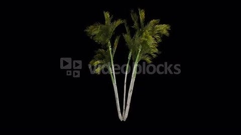 Palm tree in the breeze with alpha perfect for compositing