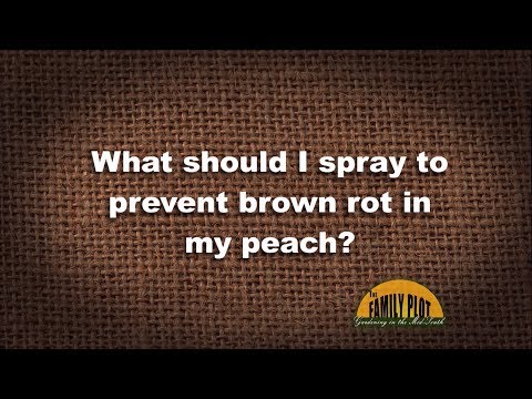 Video: Peach Tree Borers: Sådan kontrolleres Peach Tree Borers