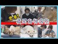 最後の砦「夜間動物病院」命をつなぐ瞬間に密着　次々やってくる急患　北海道唯一の救急医療の現場