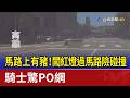 馬路上有豬！闖紅燈過馬路險碰撞 騎士驚PO網