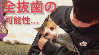病院に行った結果、全部の歯を抜く可能性が…先住猫と引き離す？｜36日目【保護猫活動】