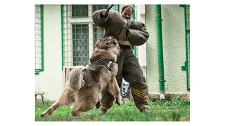 Dogs from the club CCOC K9: Protection training (CCOC K9, ARES) - fourth part