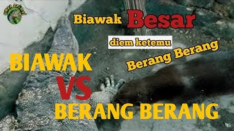 Berang Berang vs Biawak Reaksi OTTER(omen)BERANG BERANG bertemu biawak BESAR
