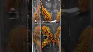 Gastromyzon sp. Flame Tiger @OliverKnott_aquascaper