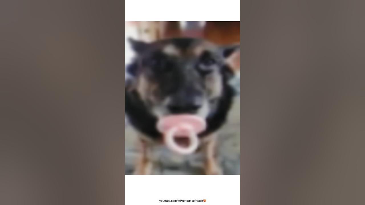 Dog With Da Binky YouTube
