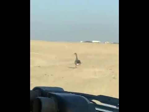 شاهد هدد طير جير على اوز بري مهاجر 