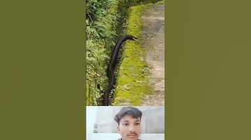 Mahadev status bholenath status mahakal status #shivashiva #snake #status #mahadev