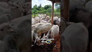 “¡Solo iban a contar el ganado… pero las vacas tenían otro plan!”