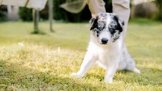 Border Collie Puppies 🐾🐾🐾