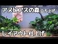 アヌビアス水槽立ち上げ 水草の設置レイアウト確定【アクアリウム】