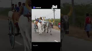 Bullock Cart Race on Chitra Pongal Festival in Tamil Nadu | Jist