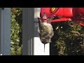 Hummingbird Sleeping While Hanging Upside Down