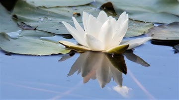 Digiskoping  Nature quiet summer days June and July 2023  Part 2