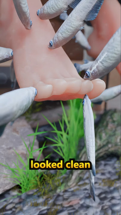 A Fish Spa Trip Gone Wrong