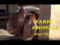 Farm animals on the farm part 95 goats   a must see  hear  babies toddlers preschool k3