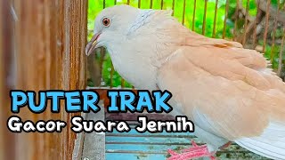 Burung Puter IRAK Ngangguk Gacor Bersuara indah Merdu Enak Di Dengar